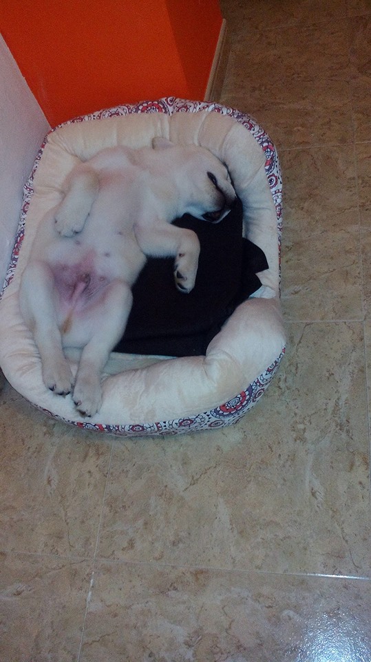 cama para cachorros recien nacidos