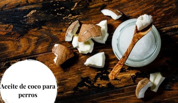 Aceite de coco en la alimentación de nuestros perros