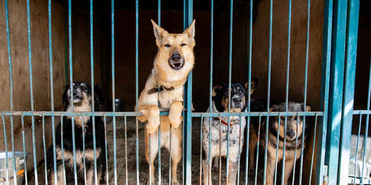 Adopciones de protectoras