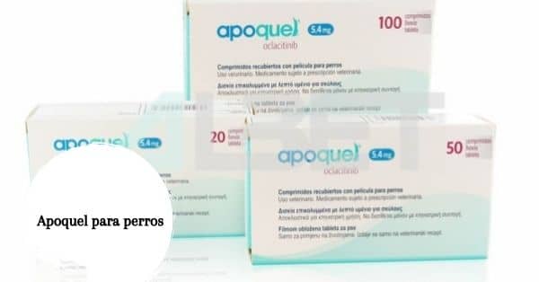 Apoquel perros