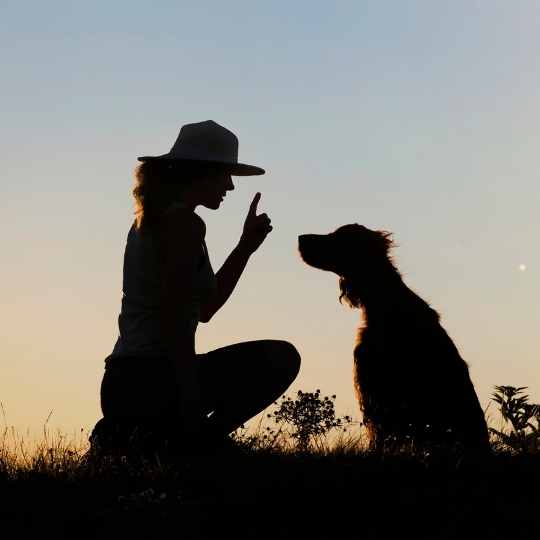 Apúntate a una clase de adiestramiento canino o de atletismo juntos.