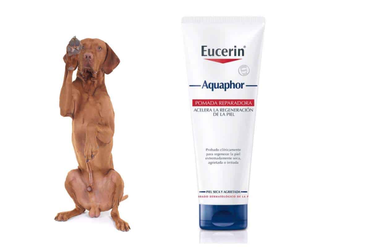 ¿Es seguro utilizar el Aquaphor en los perros?