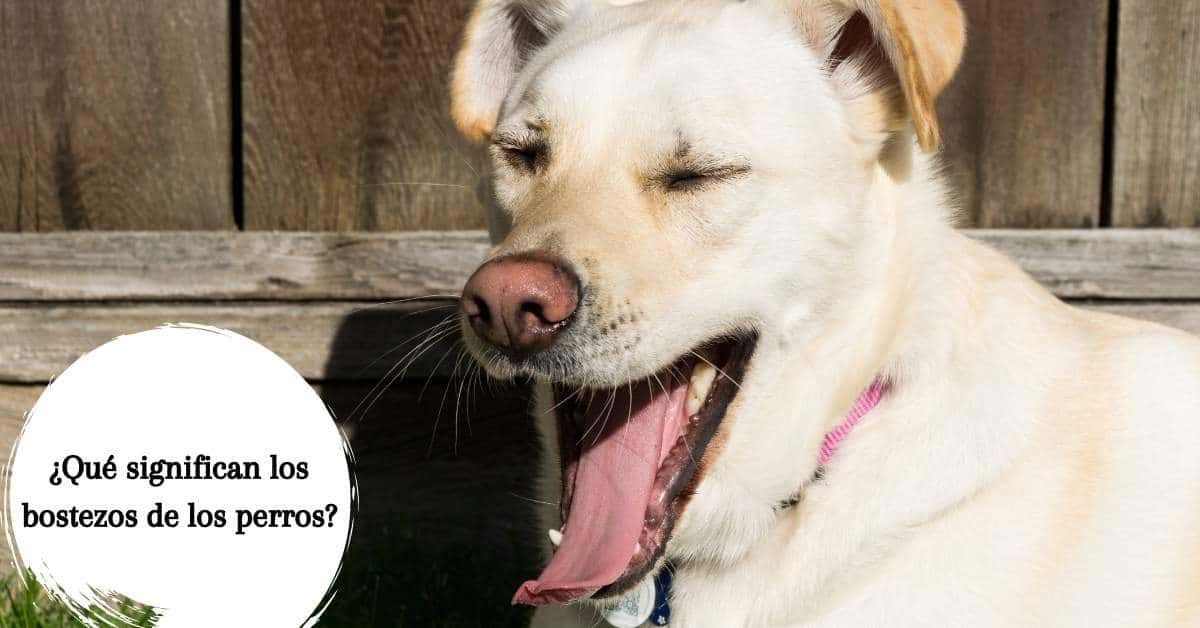 ¿Qué significan los bostezos de los perros?