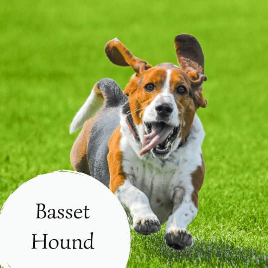 Basset Hound