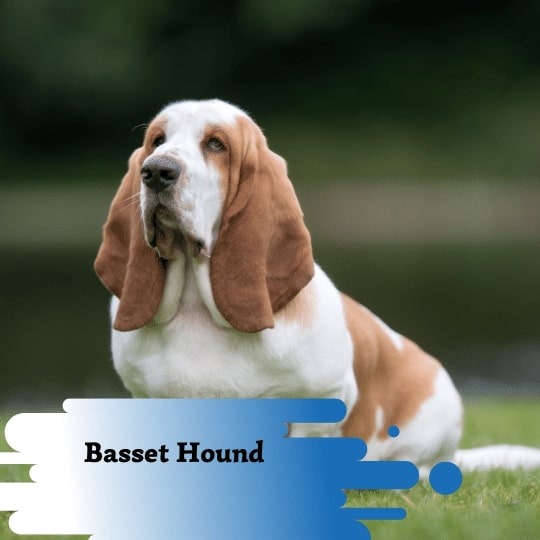Basset Hound
