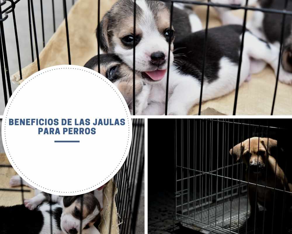 Beneficios de las jaulas para perros