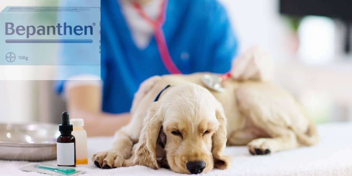 Bepanthen en Perros ¿es seguro para tu mascota?