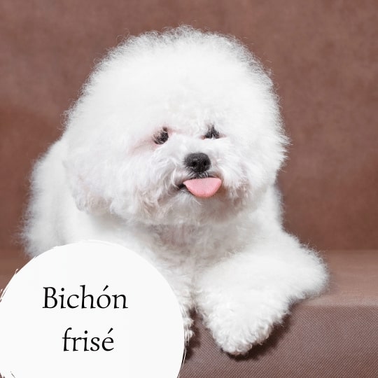 Bichón frisé
