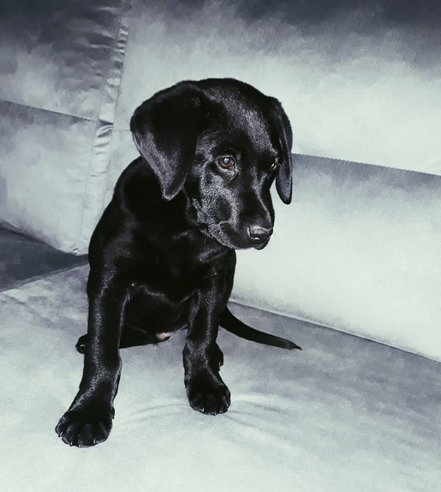 Cachorro negro de labrador