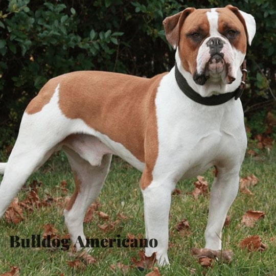 Bulldog Americano