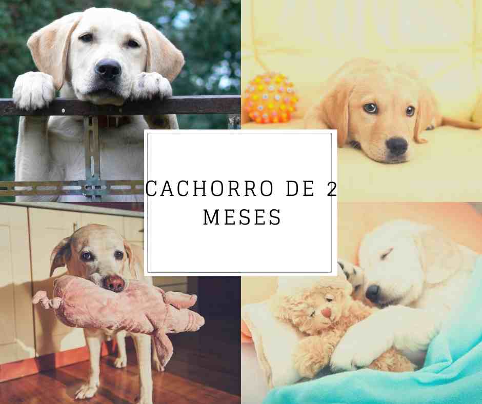 Cachorro de 2 meses: ¿Cómo llevar un nuevo cachorro a casa y qué esperar?