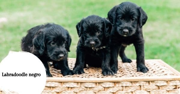 Características Labradoodle negro