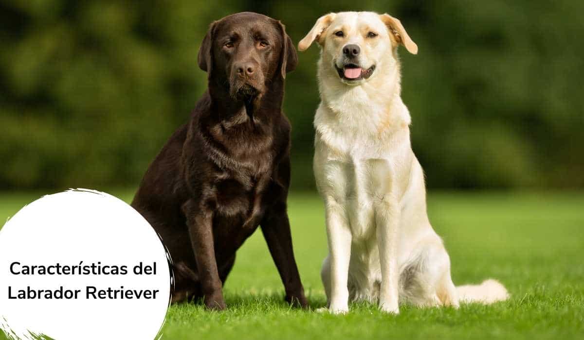 Labrador australiano: qué es, diferencias con el estándar y características