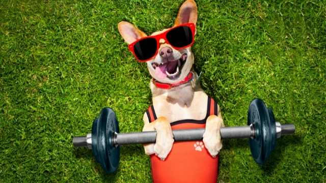 Características de los buenos adiestradores de perros