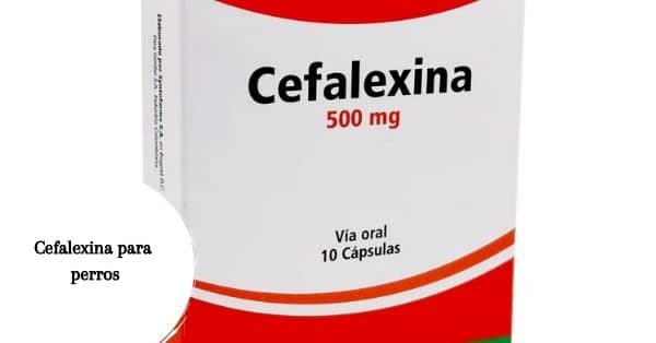 Cefalexina para perros ¿Cómo funciona? Efectos secundarios y dosis