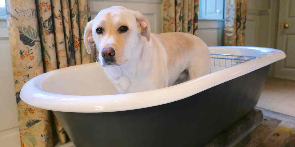 Champú Simple para perros