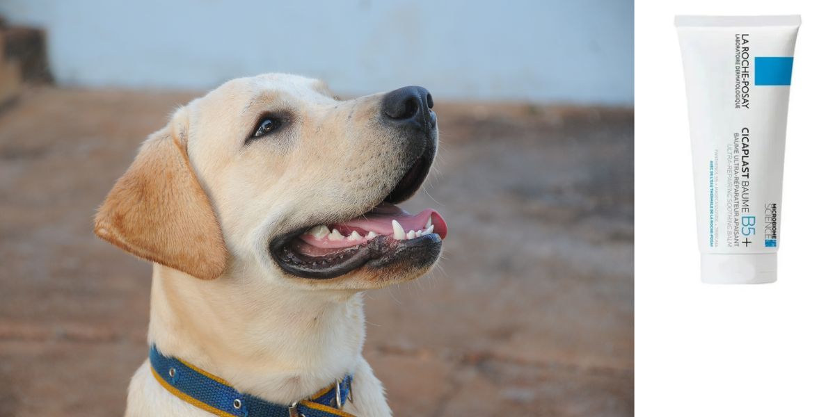 Uso de Cicalfate Baume B5 en Perros