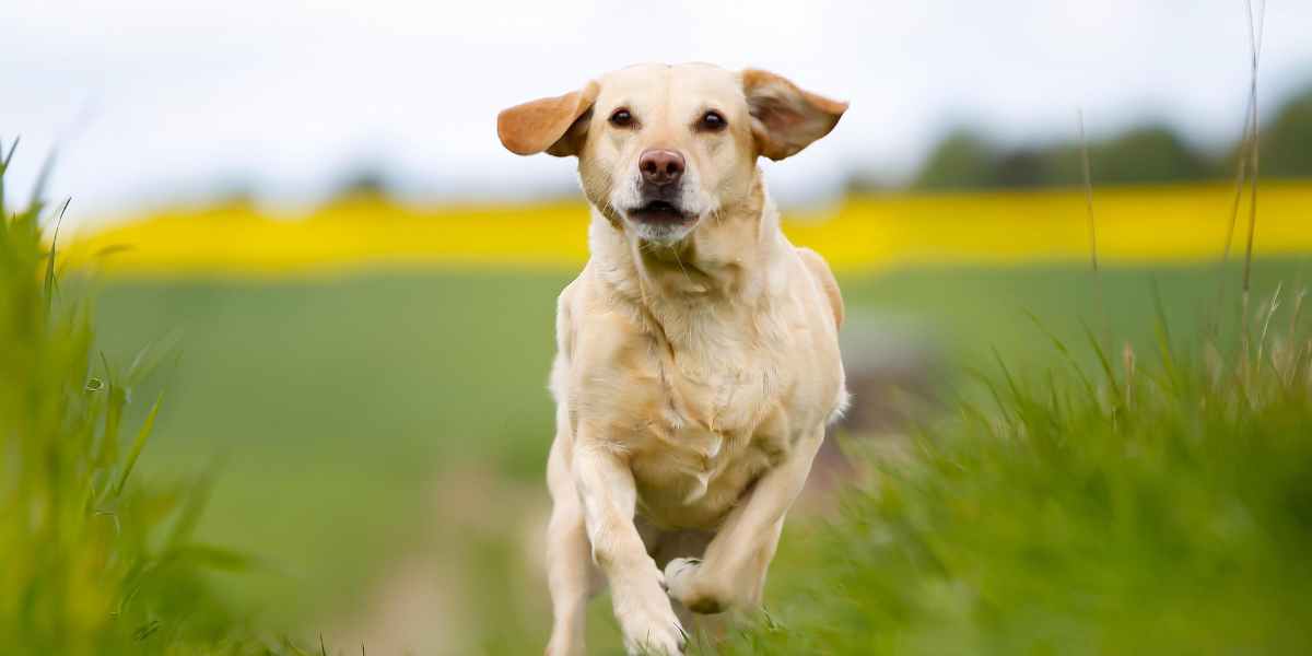Colapso inducido por el ejercicio (CIE) en el Labrador Retriever