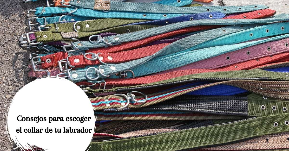 Consejos para escoger el collar de tu labrador ¿Arnés o collar?