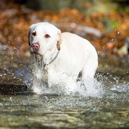 Con qué frecuencia se puede bañar a un Labrador