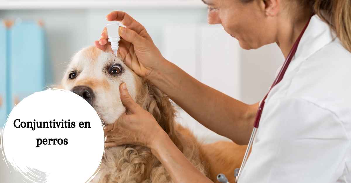 Conjuntivitis en perros - Síntomas, tratamientos y remedios caseros.