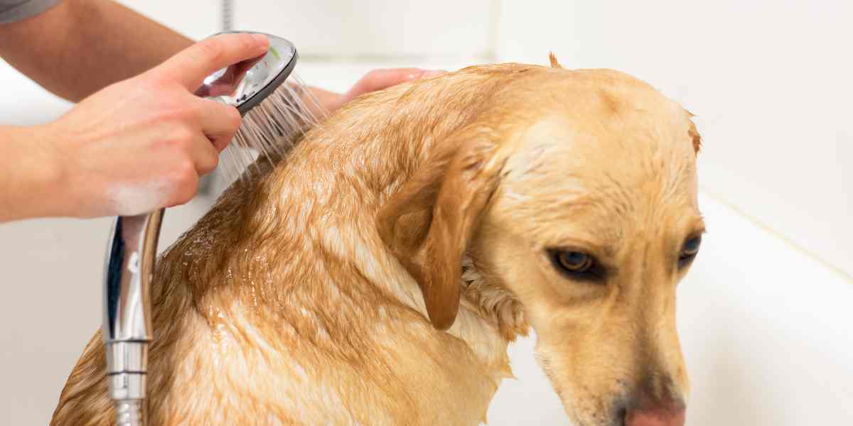 Consejos de Seguridad para el Uso de Aceites Esenciales en Perros