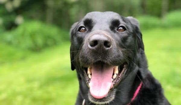 Consejos para animar a un perro triste