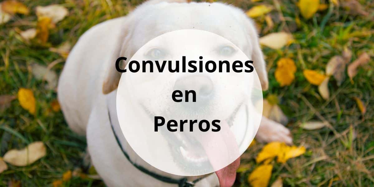 Convulsiones en Perros: Causas, tratamiento y cuándo preocuparse