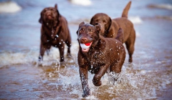 labrador feliz corriendo