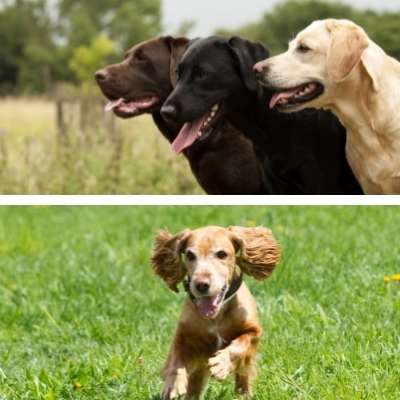 Cruce Labrador Cocker Spaniel
