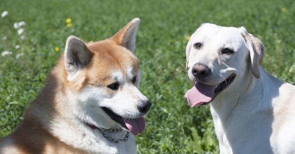 Cruce de Akita y labrador