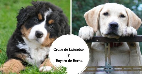 Cruce de Boyero de Berna y Labrador