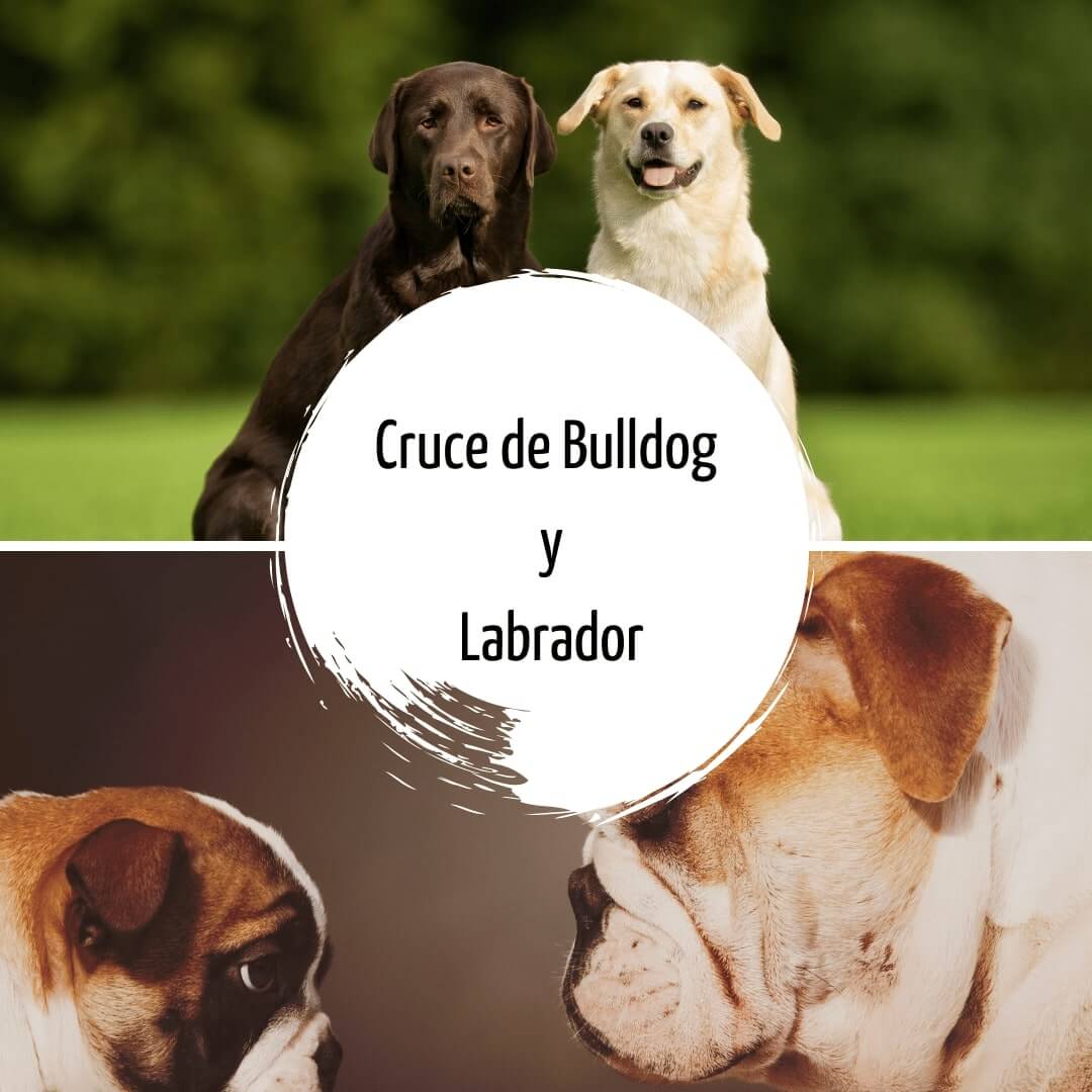Cruce de Bulldog inglés y Labrador
