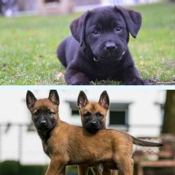 Cruce de Labrador con Pastor belga malinois