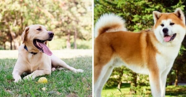 Cruce de Akita y labrador