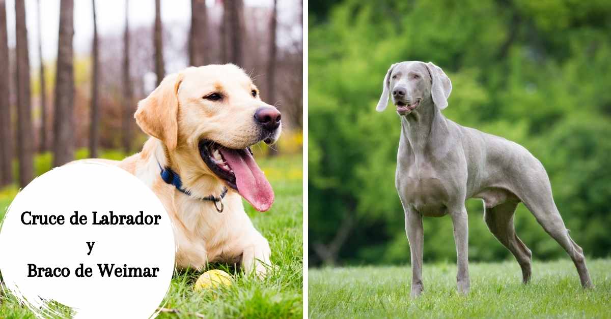 Cruce de Labrador y Braco de Weimar
