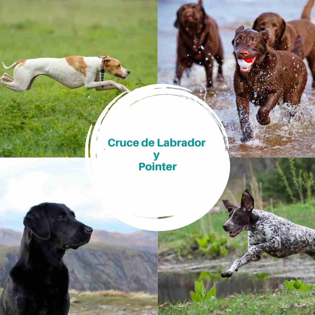 Cruce de Labrador y Pointer