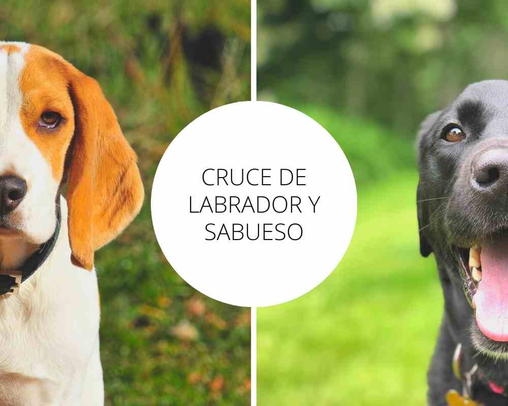 Cruce de Labrador y Sabueso - Guía completa para conocer este cruce.