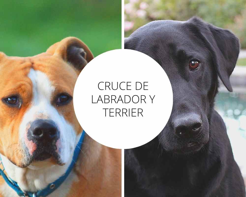 Cruce de Labrador y Terrier