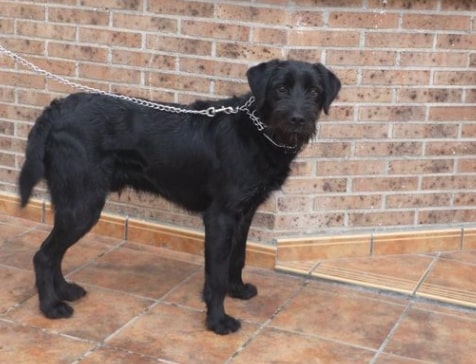 cruce de labrador y schnauzer