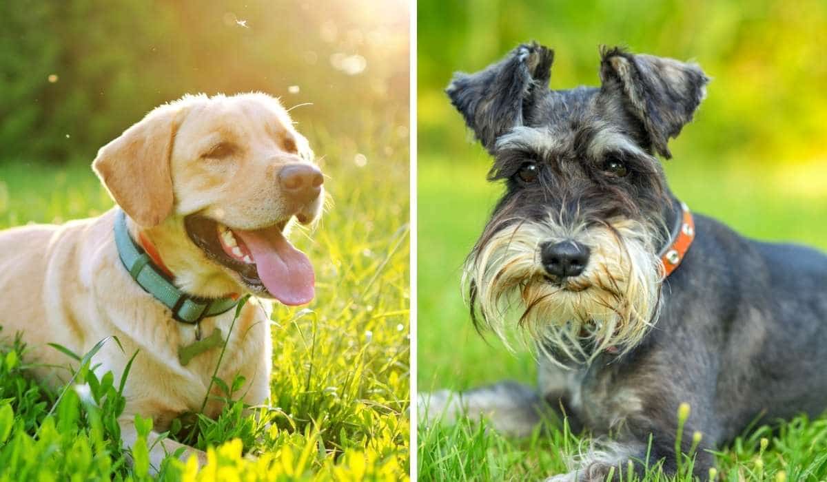 Cruce de Schnauzer y Labrador