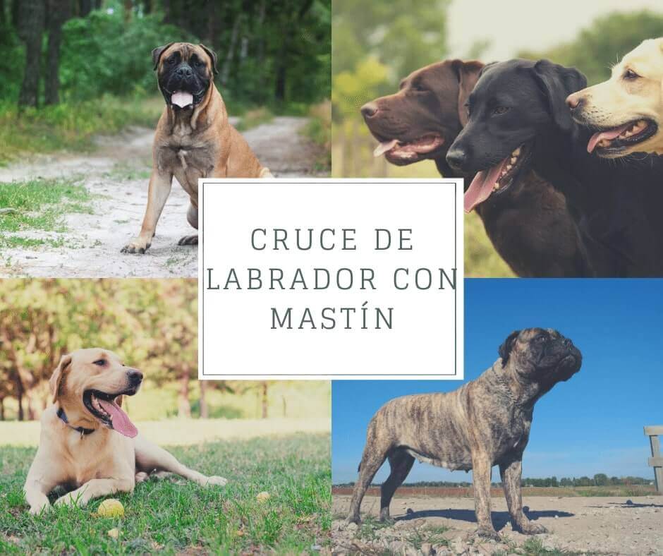 Cruce de labrador con Mastín