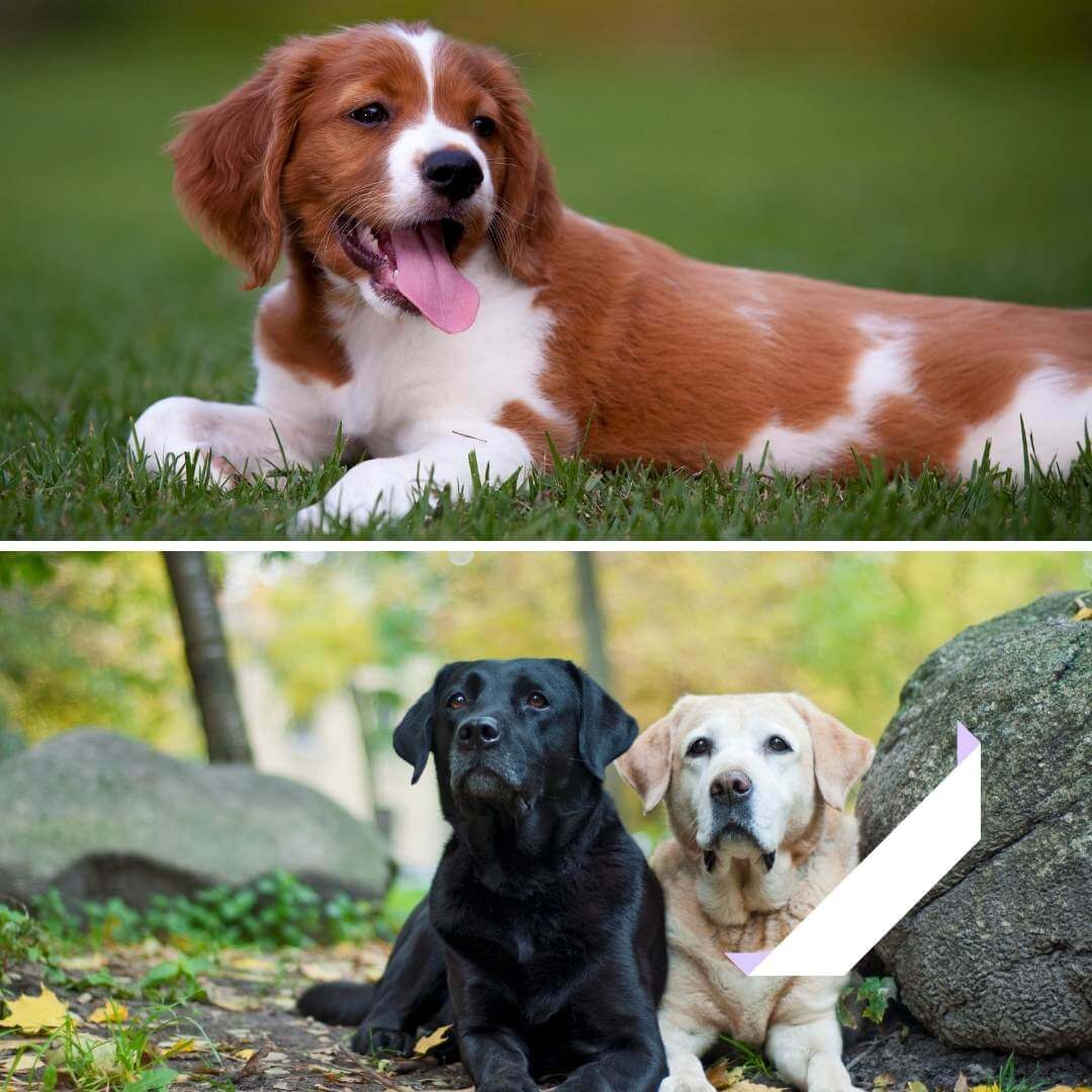 Cruce de labrador con Spaniel bretón