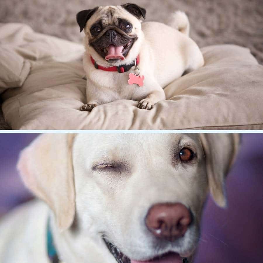 Cruce de labrador y Carlino (Pug) - El Pugador