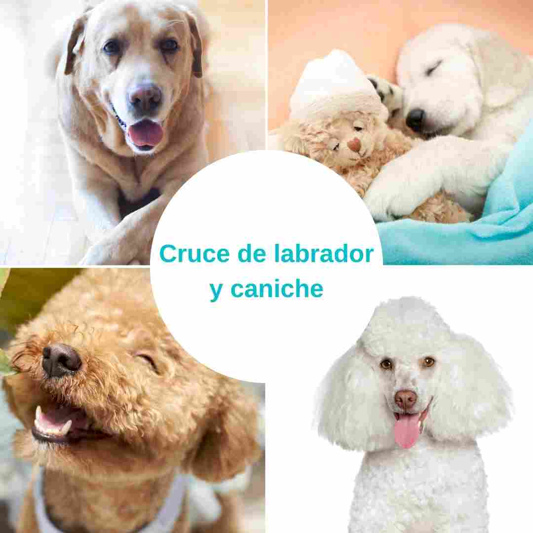 Cruce de labrador y caniche. El Labradoodle