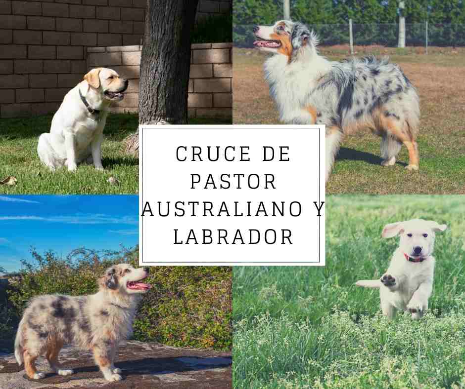 Cruce de pastor australiano y labrador