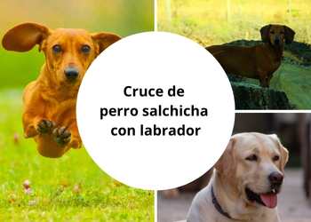 Cruce de perro salchicha con labrador