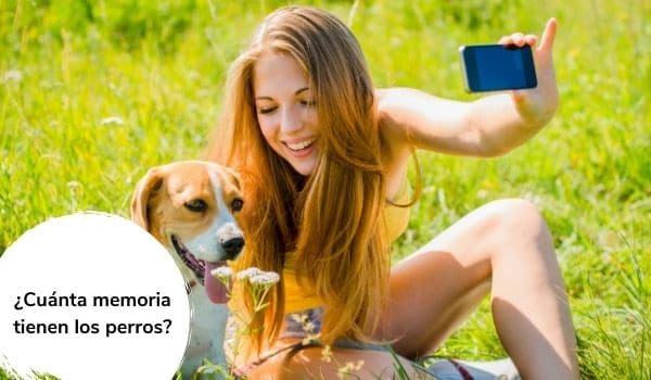 Cuánta memoria tienen los perros
