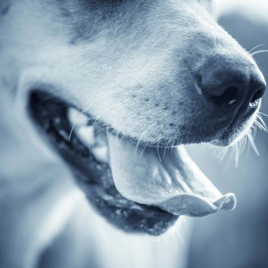 Cómo cura la saliva del perro las heridas