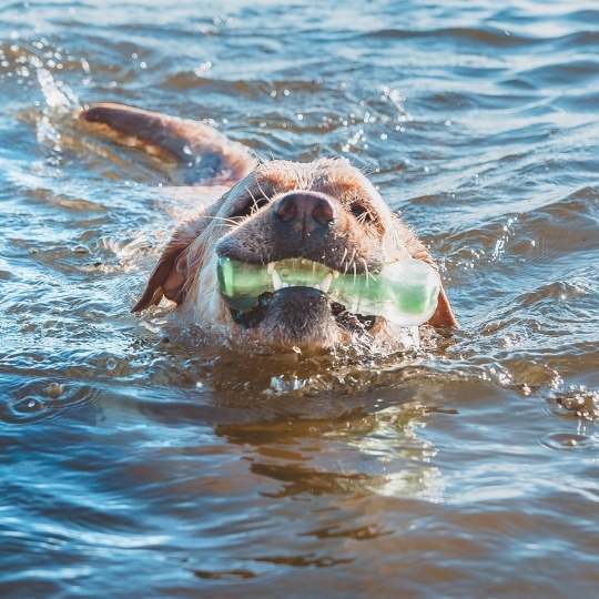 Cómo enseñar a nadar a un perro